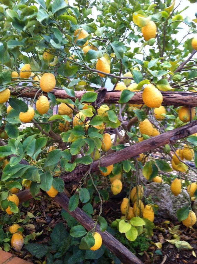 La Locanda Dei Fiori Bompensiere Exteriér fotografie